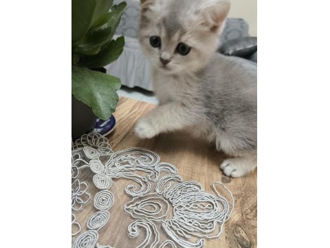 Silver British Longhair