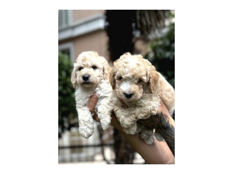 Muhteşem Büyümeyen Maltipoo Bebekler