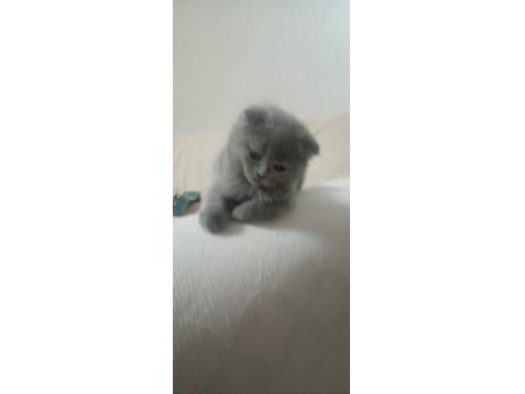Scottish Fold 24 Nisan Doğumlu 2 Aylık Kediler