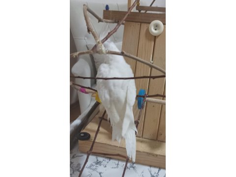 Uygun Fiyat Albino Kırmızı Göz Sultan Papağanı