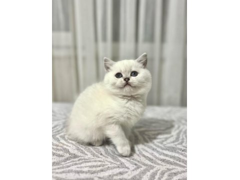 Kaliteli British Shorthair İsteyene