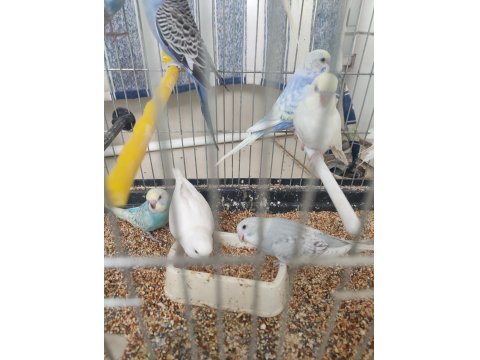 Yavru Ve Yetişkin Muhabbet Kuşu