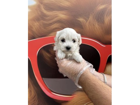 Teacup Maltese Terrier Yavrularımız