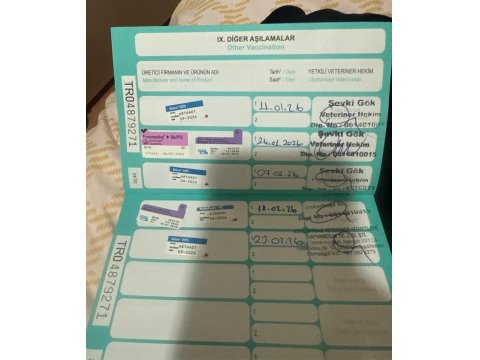 4 Aylık Aşıları Tam Pomeranian