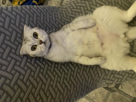Scottish Fold Kızıma Yeni Yuva Arıyoruz