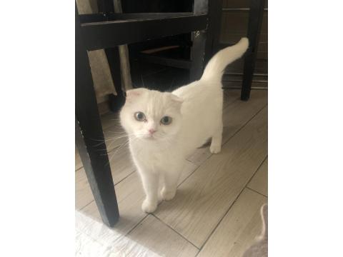 Acil British Ve Scottish Yavru Ve Yetişkin Kediler