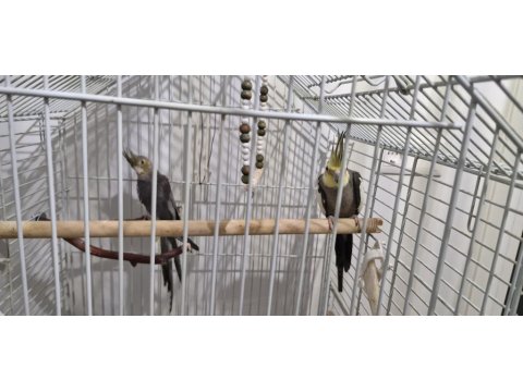 Sultan Papağanı Takım