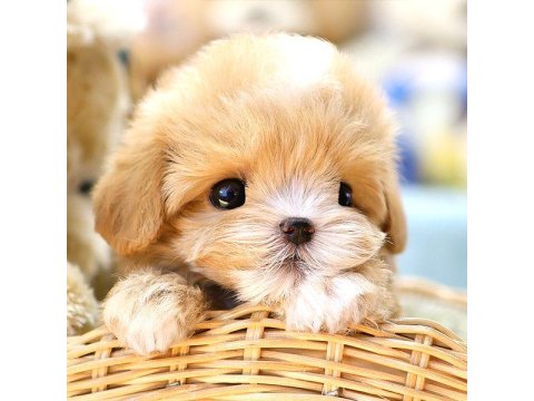 Maltipoo Bebek Köpeklerim Ücretsiz Değildir