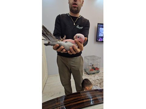 Full Evcil Bebek Kakadu