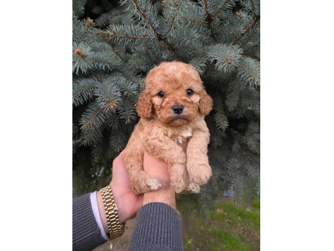 Muhteşem Renk Maltipoo Bebekler