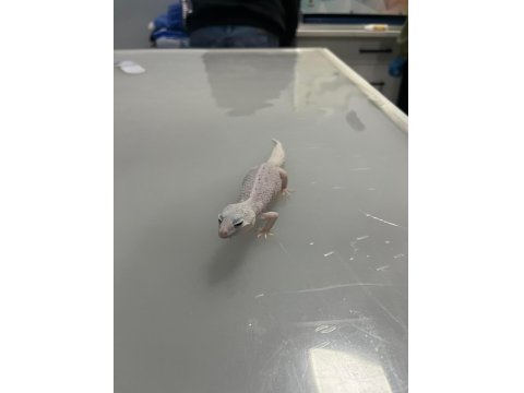 Çok Uyguna Döllenmiş Leopard Gecko Nadir Morf (Het)