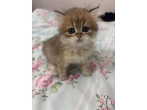 16 Şubat Doğumlu British Shorthair