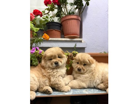 Yavru Çin Aslanlarımız Sağlık Ve Irk Garantilidir