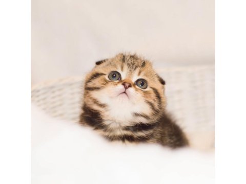 Minik Kıvrım Büyük Sevgi Blackgolden Scottish Fold