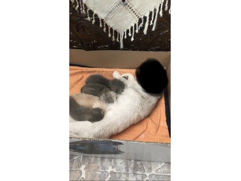 Sağlıklı Asil Soydan British Longhair Yavrular