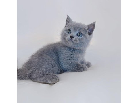 British Shorthair Tatlı Kediler