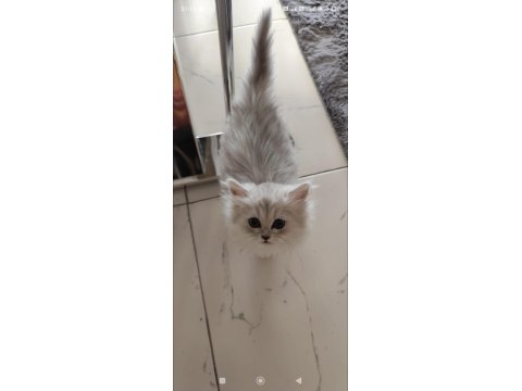 Full Şecereli British Malzemelerle Birlikte Erkek-Dişi