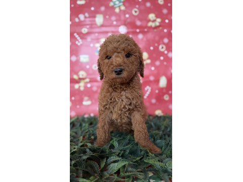 Safkan Dev (Giant) Poodle Yavruları