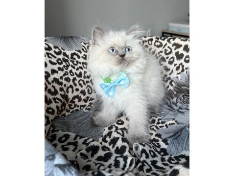 Ev Ortamından Kaliteli Erkek British Longhair Yavrular