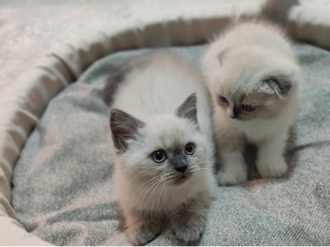 İki Farklı Rüya, Tek Bir Yuva: Seçkin Ragdoll Ve Scottish Fold Yavruları