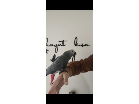 Evcil Jako Papağanı Ve Diğer Papağan Çeşitleri Mevcuttur