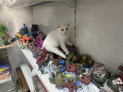 Scottish Fold (Beyaz Yavrumuz)