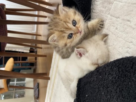 Scottish Ve British Yavru Kediler