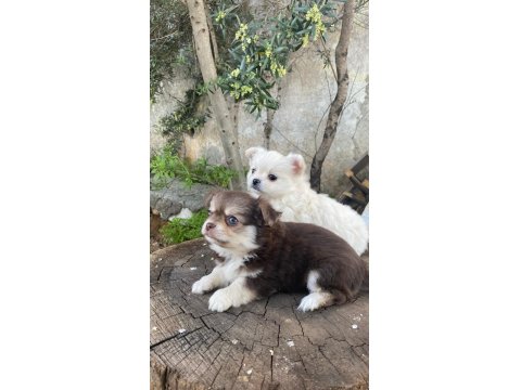 A Kalite Şivava Yavrular