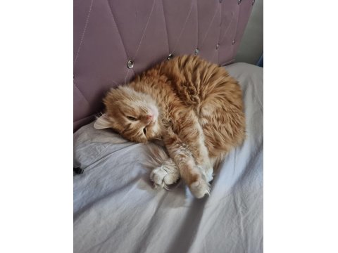 Sevgi Dolu Yuvaya İhtiyacı Olan Tatlı Bir Sarman