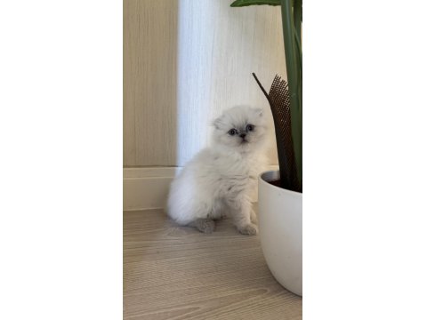 2 Aylık Hazır Yavru Kedilerimiz