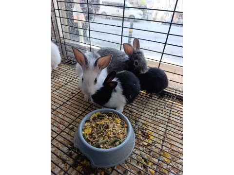 Türkiye'nin Her İline Gönderim Yavru Tavşanlar