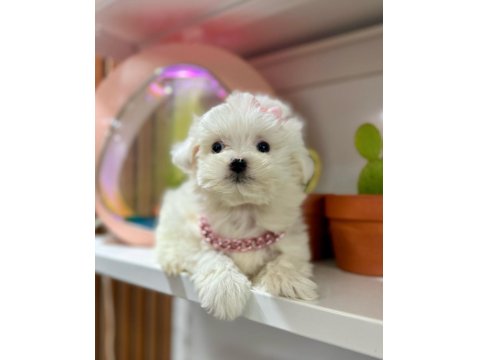 Mini Maltese Terrier