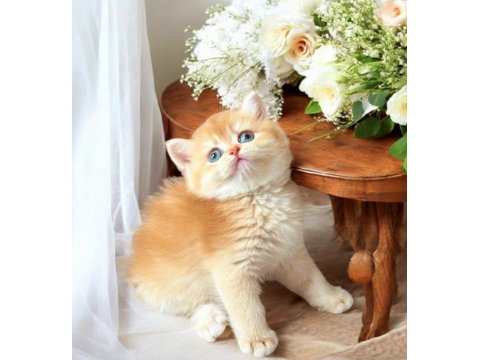 Lisanslı Üretim Evinden British Shorthair Golden