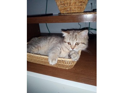 Dişi Masum Tatlı Kedimiz