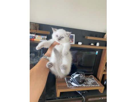 Safkan British Shorthair Yavrularımız
