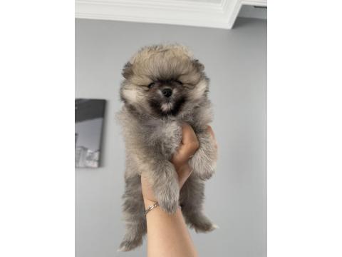 Pomeranian Boo Dişi Ve Erkek