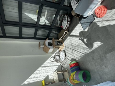 British Longhair Şecereli Cins Kedi