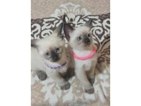 Safkan Siyam Kedisi Yavruları