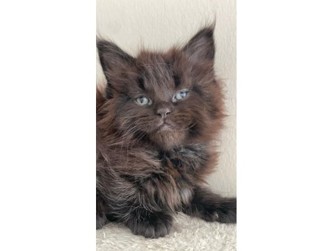 Safkan Maine Coon 03.03.2025 Doğumlu