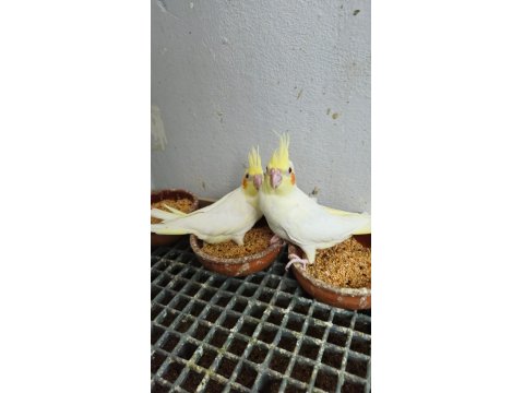 Ücretsiz Sahiplendirme Sultan Papağanımız