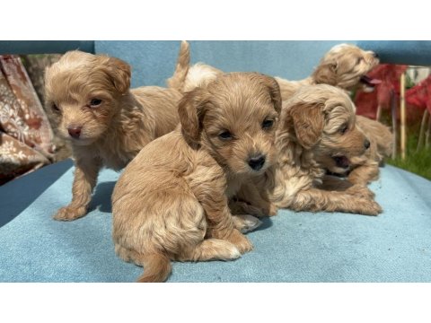 2 Aylık Poodle Yavrular İzmir