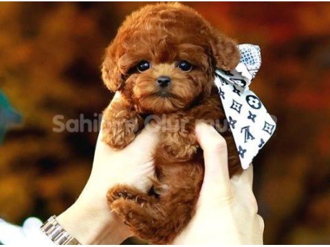 Toy Poodle Köpek Yavrularım