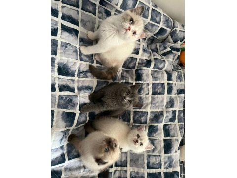 Güzel Kedi Yavrularımız Yeni Yuvasını Arıyor