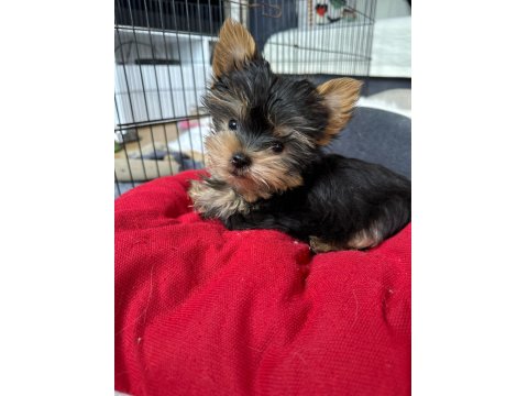 Orjinal Şecereli Teacup Yorkshire Terrier Yavrumuz