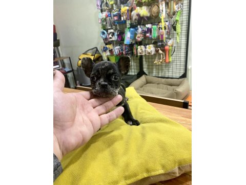 Çok Sevimli Ve Oyuncu French Bulldog Yavrumuz