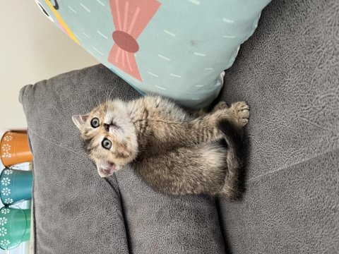 Scottish Black Golden Ny25