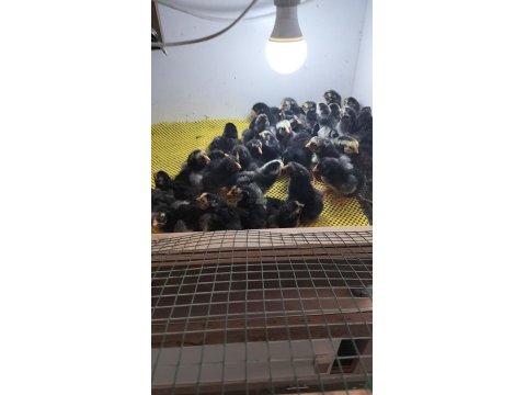 Silver Wyandotte Civcivler