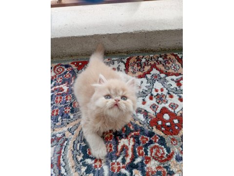 İran Persian Longhair
