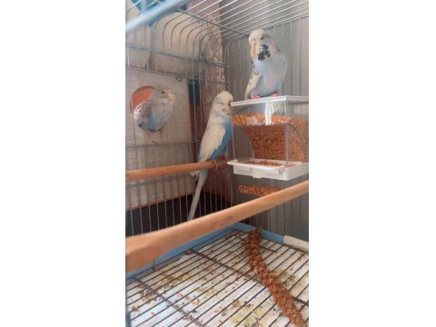 Hazır Çiftleşen Yavrulu Takım Muhabbet Kuşu