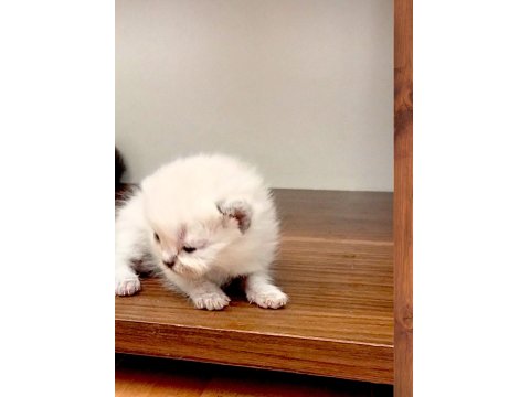 2 Beyaz Ve 2 Gri British Shorthair